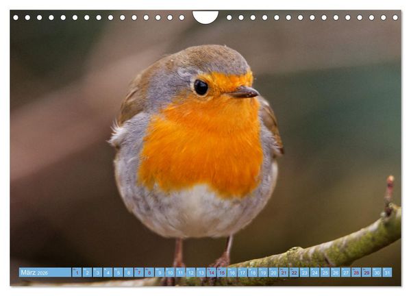 Produktbild: Rotkehlchen - Fotografiert von Ostfriesenfotografie (Wandkalender 2026 DIN A4 quer), CALVENDO Monatskalender