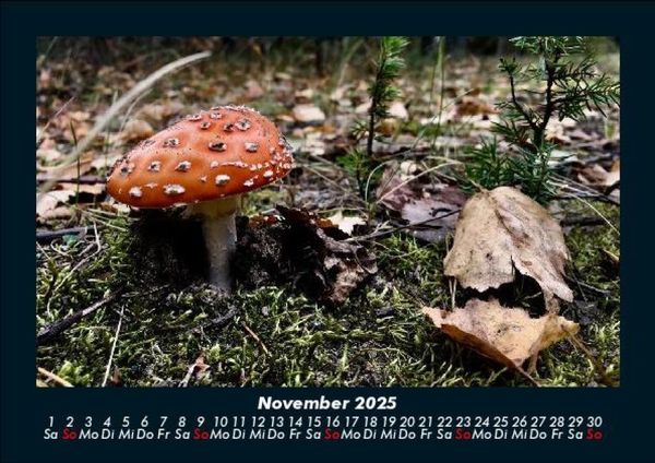 Produktbild: Pilzkalender 2025 Fotokalender DIN A5