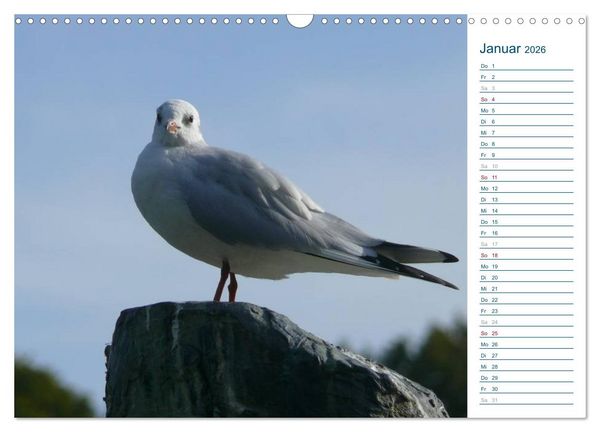 Produktbild: M&ouml;wen - Von der Ostsee bis zum Atlantik (Wandkalender 2026 DIN A3 quer), CALVENDO Monatskalender