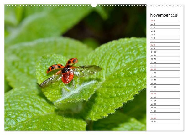 Produktbild: Marienk&auml;fer 2026 (Wandkalender 2026 DIN A2 quer), CALVENDO Monatskalender