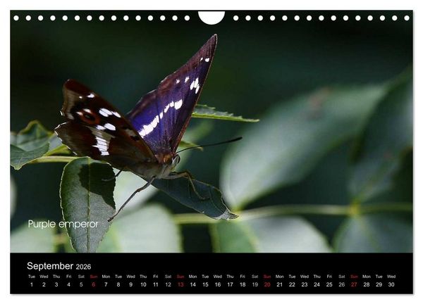 Produktbild: Beautiful British Butterflies (Wall Calendar 2026 DIN A4 landscape), CALVENDO 12 Month Wall Calendar
