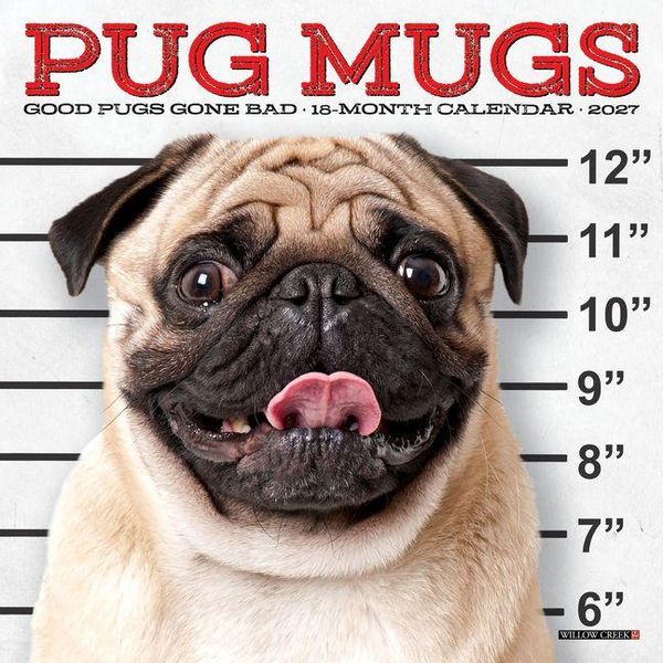 Produktbild: Pug Mugs 2027 7 X 7 Mini Wall Calendar