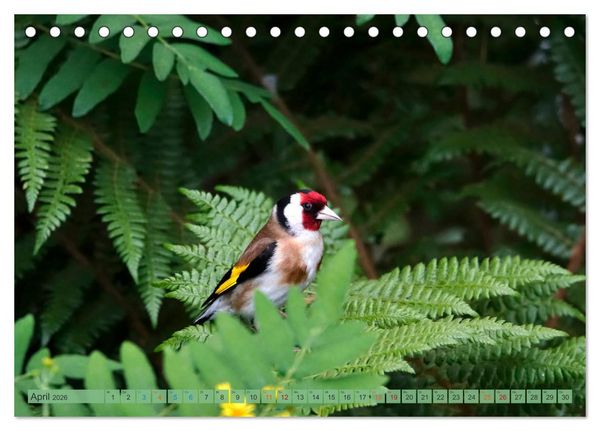 Produktbild: Distelfink (Tischkalender 2026 DIN A5 quer), CALVENDO Monatskalender
