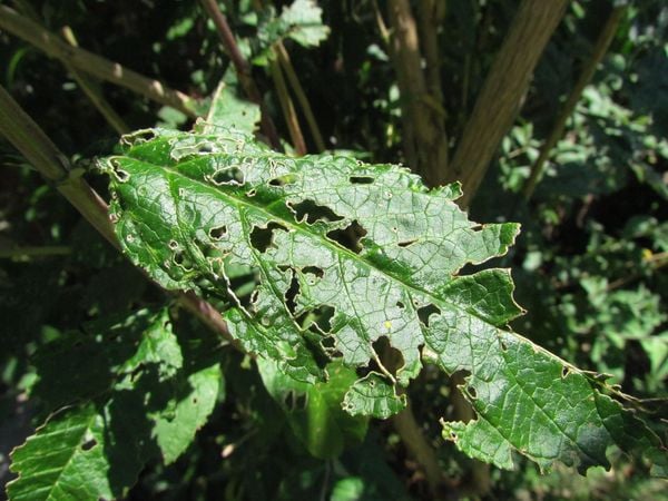 Produktbild: Handbuch Pflanzenschutz im Biogarten