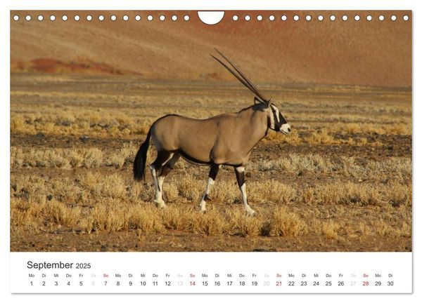 Produktbild: Namibia - Tierische Vielfalt (Wandkalender 2025 DIN A4 quer), CALVENDO Monatskalender