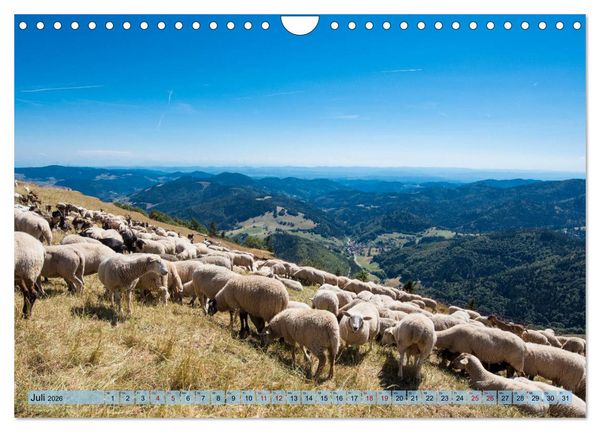 Produktbild: Nationalpark Schwarzwald &ndash; abwechslungsreiche Landschaften und urbane Impressionen (Wandkalender 2026 DIN A4 quer), CALVENDO Monatskalender
