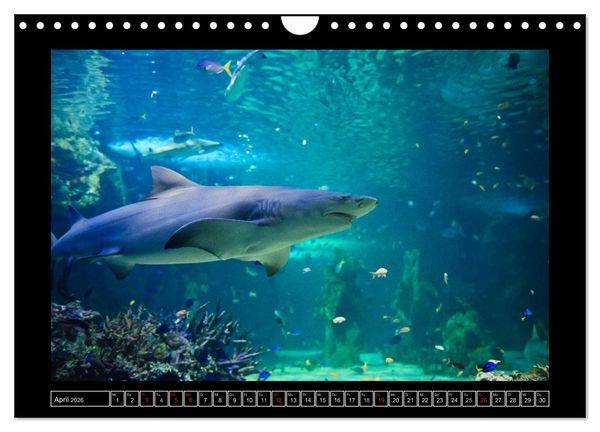 Produktbild: Australia Wildlife (Wandkalender 2026 DIN A4 quer), CALVENDO Monatskalender