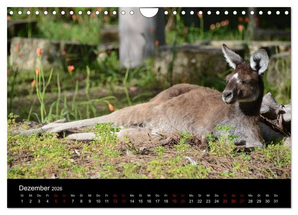 Produktbild: Australian Wildlife (Wandkalender 2026 DIN A4 quer), CALVENDO Monatskalender