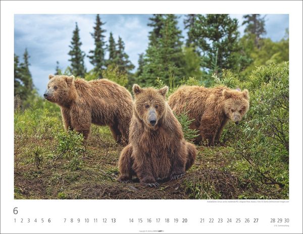 Produktbild: B&auml;ren Kalender 2027
