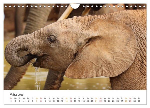 Produktbild: ADDO ELEPHANT NATIONAL PARK Elefanten Babies (Wandkalender 2026 DIN A4 quer), CALVENDO Monatskalender