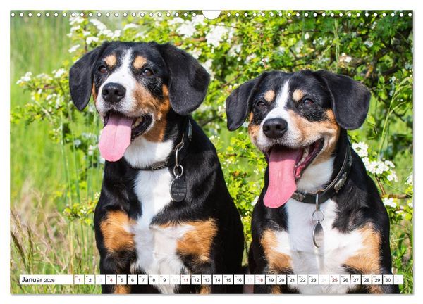 Produktbild: Mein bester Freund - Entlebucher Sennenhund (Wandkalender 2026 DIN A3 quer), CALVENDO Monatskalender