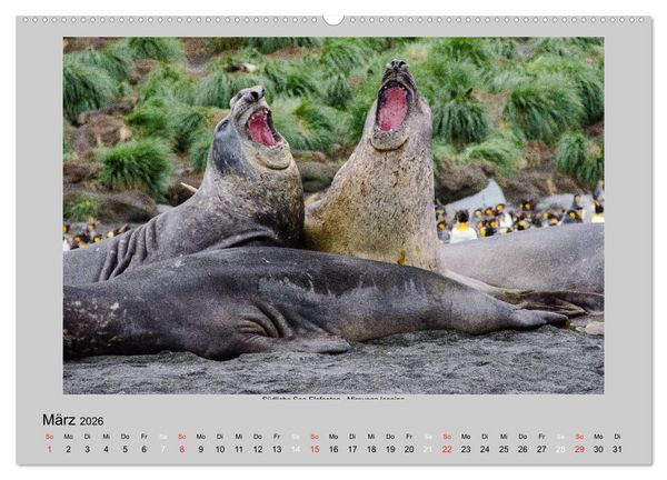 Produktbild: Tierleben in der Antarktis (Wandkalender 2026 DIN A2 quer), CALVENDO Monatskalender