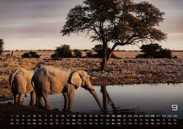 Produktbild: Elefanten - einzigartige Giganten - 2027 - Kalender DIN A2