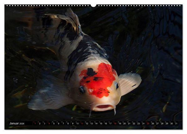 Produktbild: Nishikigoi oder Koi Karpfen (hochwertiger Premium Wandkalender 2026 DIN A2 quer), Kunstdruck in Hochglanz
