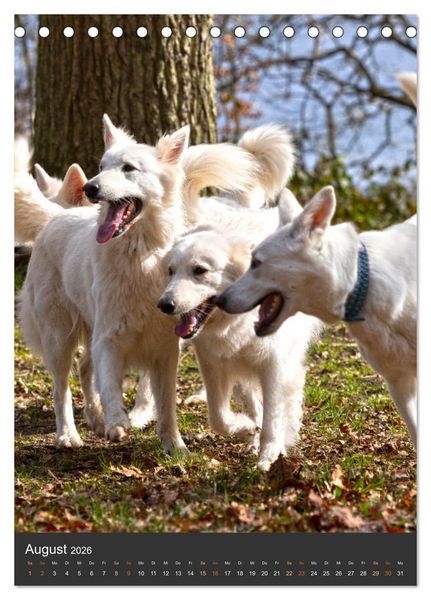 Produktbild: Berger Blanc Suisse - Freunde auf 4 Pfoten (Tischkalender 2026 DIN A5 hoch), CALVENDO Monatskalender