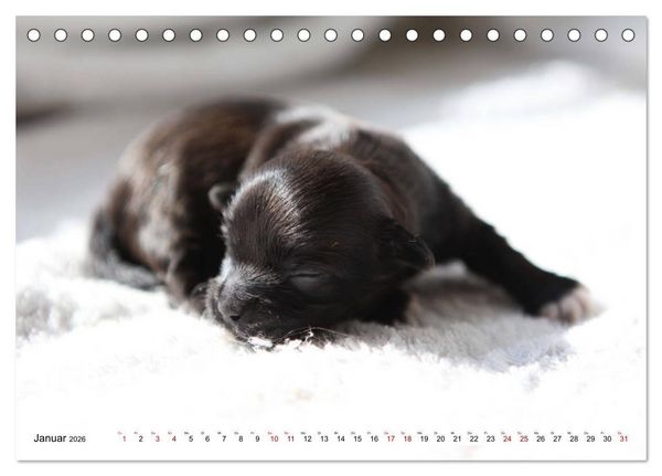 Produktbild: Bolonka Babykalender 2026 (Tischkalender 2026 DIN A5 quer), CALVENDO Monatskalender