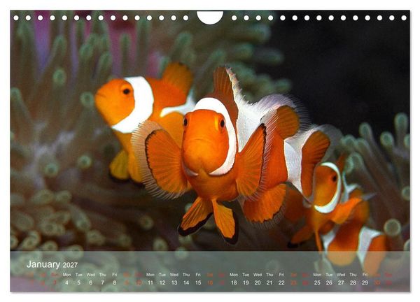 Produktbild: Anemonefish - always busy - always on the move (Wall Calendar 2027 DIN A4 landscape), CALVENDO 12 Month Wall Calendar