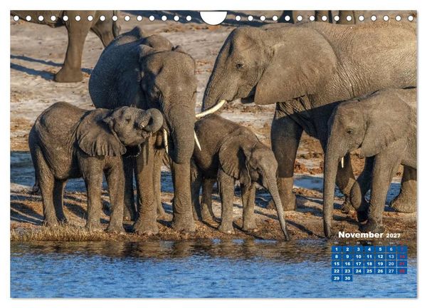 Produktbild: Afrikas Tierwelt: Elefantenbabys (Wandkalender 2027 DIN A4 quer), CALVENDO Monatskalender