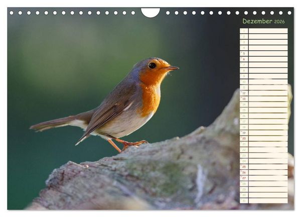Produktbild: Gefiederte Sch&ouml;nheiten - Das Rotkehlchen / Planer (Wandkalender 2026 DIN A4 quer), CALVENDO Monatskalender