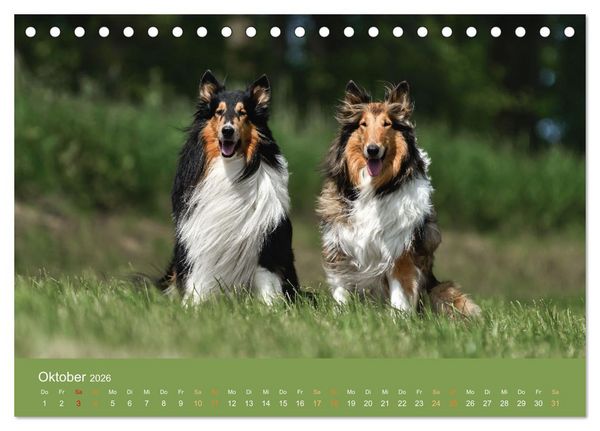 Produktbild: Fantastische Collies - Sieger der Herzen (Tischkalender 2026 DIN A5 quer), CALVENDO Monatskalender