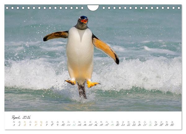 Produktbild: Tierisches von den Falklandinseln (Wandkalender 2026 DIN A4 quer), CALVENDO Monatskalender