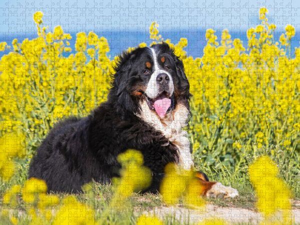 Produktbild: CALVENDO Puzzle Berner Sennenhund auf dem Weg durch die Rapsfelder | 1000 Teile Lege-Gr&ouml;&szlig;e 64x48cm Foto-Puzzle f&uuml;r gl&uuml;ckliche Stunden