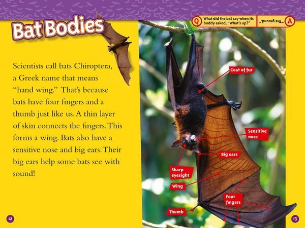 Produktbild: NAT GEO READER - BATS