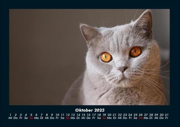 Produktbild: F&uuml;r Katzenfreunde 2025 Fotokalender DIN A4