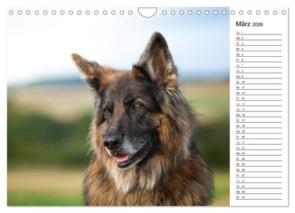 Produktbild: Zauberhafte Langhaar Sch&auml;ferhunde (Wandkalender 2026 DIN A4 quer), CALVENDO Monatskalender