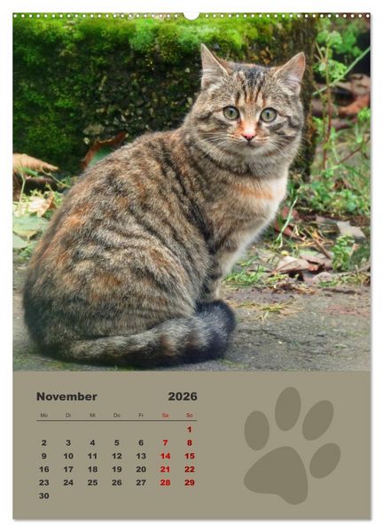 Produktbild: Wilde T&auml;tzchen, kleine wilde Katzen entdecken die Welt (Wandkalender 2026 DIN A2 hoch), CALVENDO Monatskalender