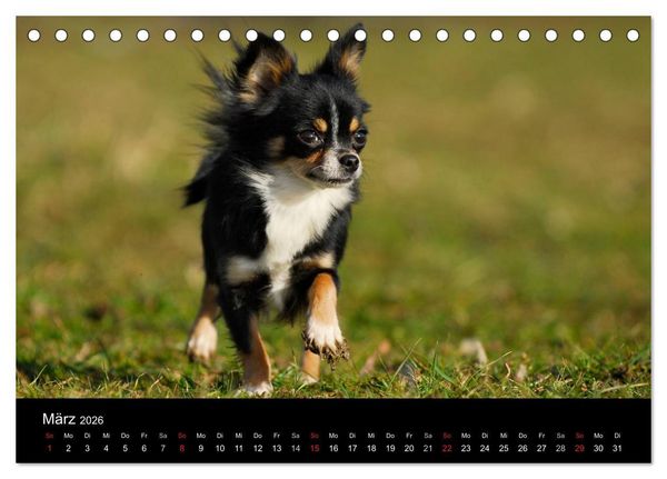 Produktbild: Chihuahua - Kleine Hunde ganz gro&szlig; (Tischkalender 2026 DIN A5 quer), CALVENDO Monatskalender