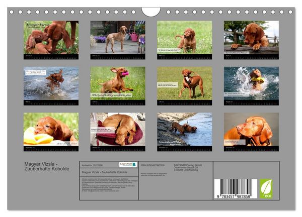 Produktbild: Magyar Vizsla - Zauberhafte Kobolde (Wandkalender 2026 DIN A4 quer), CALVENDO Monatskalender