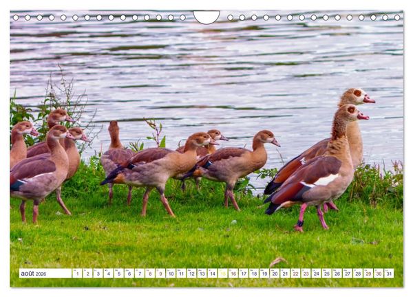 Produktbild: Oiseaux aquatiques en famille (Calendrier mural 2026 DIN A4 vertical), CALVENDO calendrier mensuel