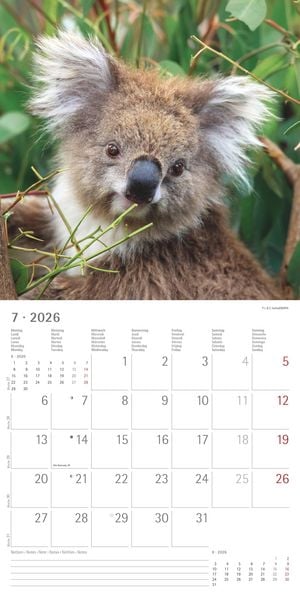 Produktbild: Koalas 2026 - Broschürenkalender 30x30 cm (30x60 geöffnet) - Kalender mit Platz für Notizen - koala bears - Bildkalender - Wandplaner - Bärenkalender