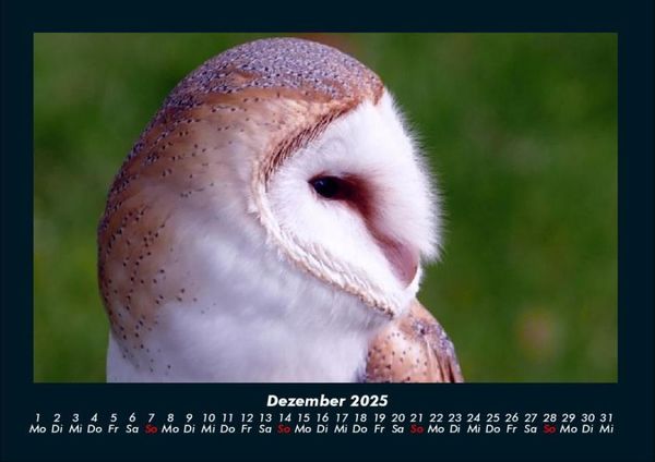 Produktbild: Vogelparadies 2025 Fotokalender DIN A4
