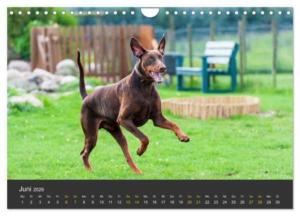 Produktbild: Dobermann 2026 (Wandkalender 2026 DIN A4 quer), CALVENDO Monatskalender