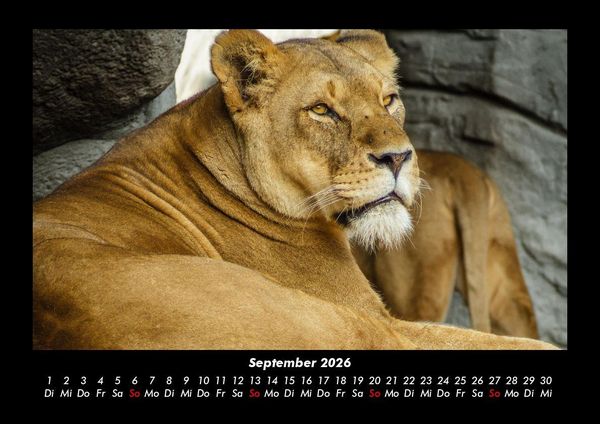 Produktbild: L&ouml;wen in der Wildnis 2026 Fotokalender DIN A3