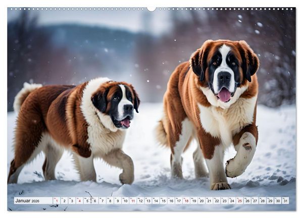 Produktbild: Gigant Bernhardiner (Wandkalender 2026 DIN A2 quer), CALVENDO Monatskalender