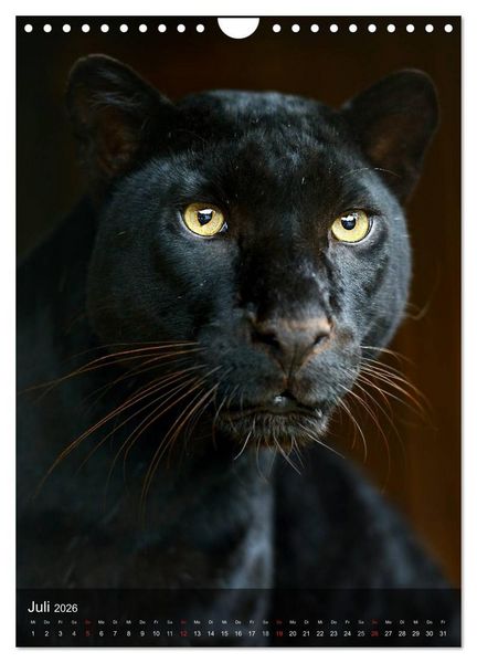 Produktbild: Gro&szlig;katzen. Raubkatzengesichter (Wandkalender 2026 DIN A4 hoch), CALVENDO Monatskalender
