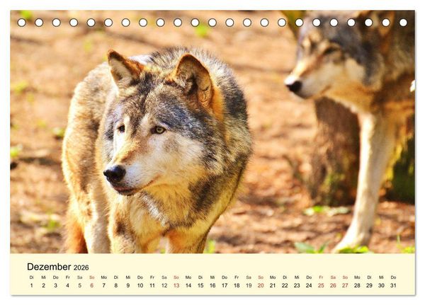 Produktbild: Scheue Wildtiere in heimischen W&auml;ldern und Bergen (Tischkalender 2026 DIN A5 quer), CALVENDO Monatskalender