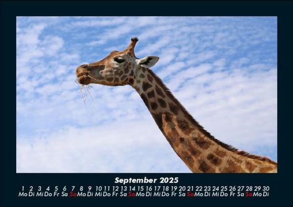 Produktbild: Giraffen 2025 Fotokalender DIN A5