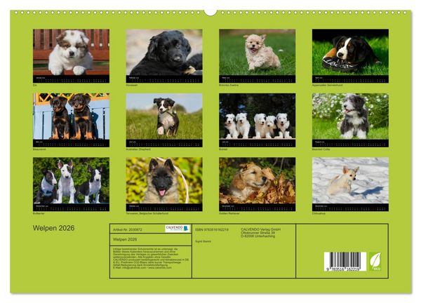 Produktbild: Welpen 2026 (hochwertiger Premium Wandkalender 2026 DIN A2 quer), Kunstdruck in Hochglanz