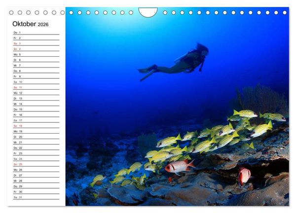 Produktbild: Tauchen - Abenteuer in Neptuns Wunderwelt (Wandkalender 2026 DIN A4 quer), CALVENDO Monatskalender
