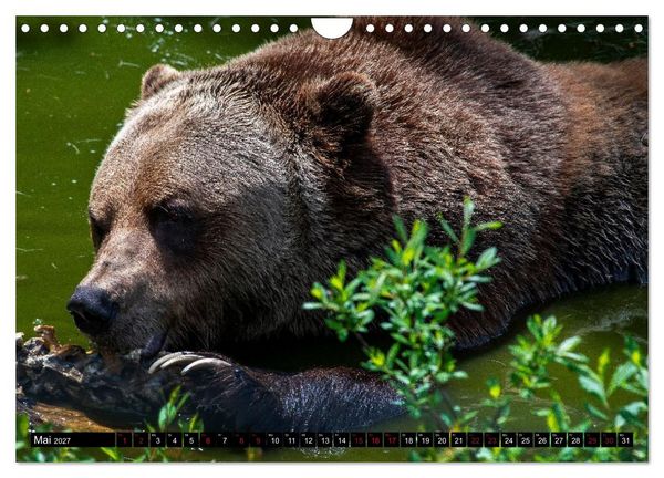 Produktbild: Grizzlys und Geisterb&auml;ren - Glendale Cove, Kanada (Wandkalender 2027 DIN A4 quer), CALVENDO Monatskalender