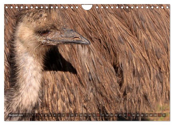 Produktbild: Strau&szlig; & Co. (Wandkalender 2026 DIN A4 quer), CALVENDO Monatskalender