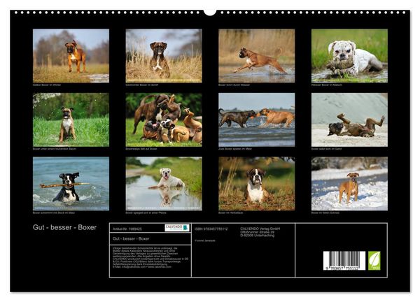 Produktbild: Gut - besser - Boxer (hochwertiger Premium Wandkalender 2026 DIN A2 quer), Kunstdruck in Hochglanz