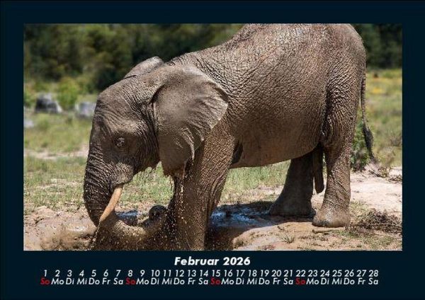 Produktbild: Elefanten - Die sanften Riesen Afrikas 2026 Fotokalender DIN A5