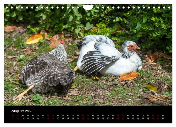 Produktbild: Neues von den Gartenh&uuml;hnern (Wandkalender 2026 DIN A4 quer), CALVENDO Monatskalender