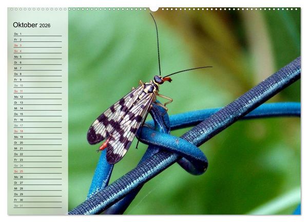 Produktbild: Die geheimnisvolle Welt der Insekten (hochwertiger Premium Wandkalender 2026 DIN A2 quer), Kunstdruck in Hochglanz
