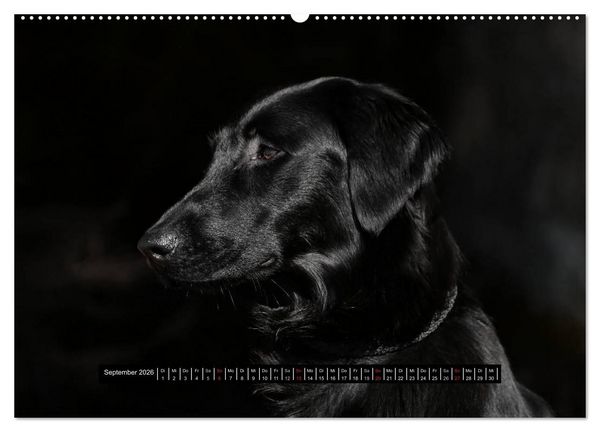 Produktbild: Flatcoated Retriever Black Edition (hochwertiger Premium Wandkalender 2026 DIN A2 quer), Kunstdruck in Hochglanz